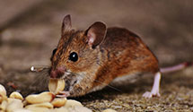 hospital-and-healthcare-facility-pest-management Experts in North Delran